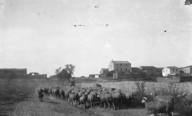 Ramat d'ovelles
