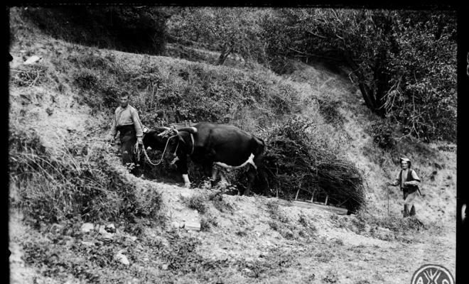 Bous arrossegant un carro. Montseny