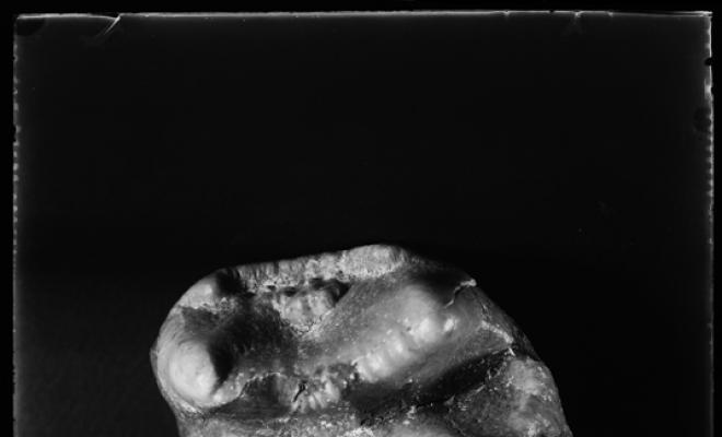 Fòssil molar de Deinotherium conservat al museu de Paleontologia de Sabadell