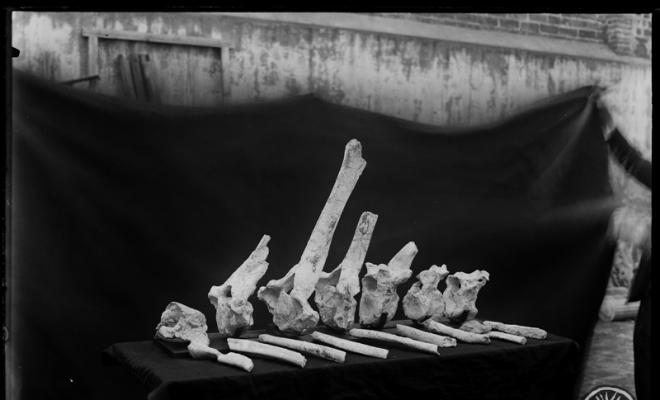 Restes fòssils trobades en les excavacions en el túnel dels FF.CC (Ferrocarrils catalans).  Museu de Paleontologia. Sabadell