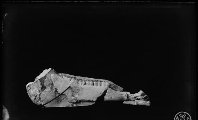 Mandíbula completa dHipparion (cavall). Restes fòssils del museu de Paleontologia de Sabadell