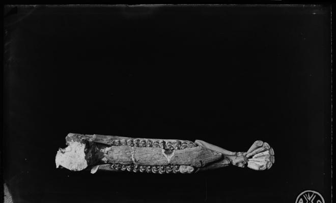 Mandíbula completa dHipparion gracile (cavall). Restes fòssils del museu de Paleontologia de Sabadell
