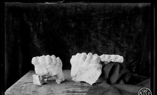  Restes fòssils trobades en les excavacions en el túnel dels FF.CC (Ferrocarrils catalans).  Museu de Paleontologia. Sabadell