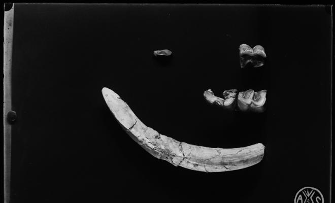 Restes fòssils del museu de Paleontologia de Sabadell