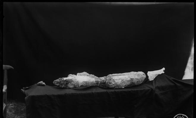 Restes fòssils trobades en les excavacions en el túnel dels FF.CC (Ferrocarrils catalans).  Museu de Paleontologia. Sabadell