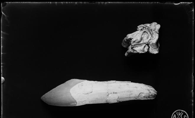 Restes fòssils del museu de Paleontologia de Sabadell