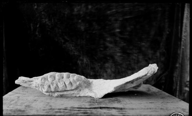 Restes fòssils trobades en les excavacions en el túnel dels FF.CC (Ferrocarrils catalans).  Museu de Paleontologia. Sabadell