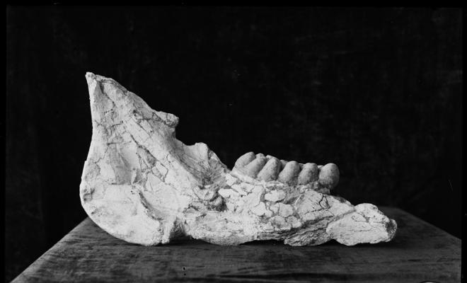 Restes fòssils trobades en les excavacions en el túnel dels FF.CC (Ferrocarrils catalans).  Museu de Paleontologia. Sabadell