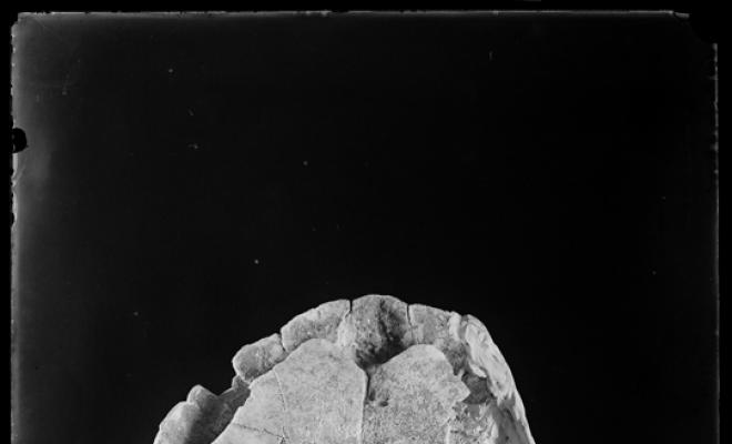 Restes fòssils d'una tortuga trobada en les excavacions del túnel dels FF.CC (Ferrocarrils catalans).  Museu de Paleontologia. Sabadell