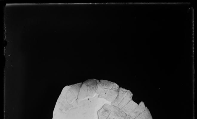 Fòssil d'una tortuga trobada en les excavacions  del túnel dels FF.CC (Ferrocarrils catalans).  Museu de Paleontologia. Sabadell