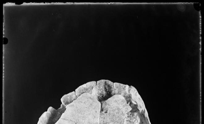Fòssil d'una tortuga trobada en les excavacions  del túnel dels FF.CC (Ferrocarrils catalans). Museu de Paleontologia. Sabadell