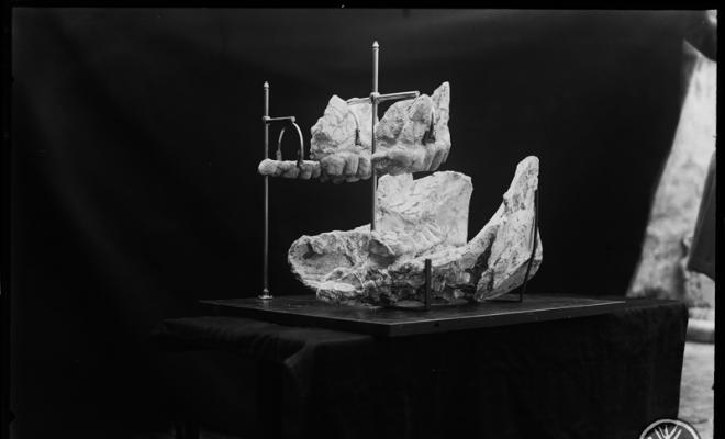 Fòssils de mandíbules superiors i inferiors descobert al subsol de Sabadell (túnel dels Ferrocarrils Catalans de Catalunya). Museu de Paleontologia. Sabadel