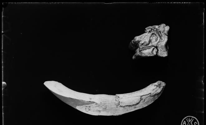 Restes fòssils del museu de Paleontologia de Sabadell