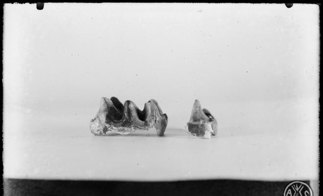Restes fòssils de molars sense identificar. Museu de Paleontologia de Sabadell