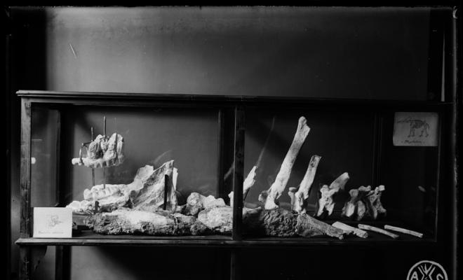 Muntatge en una vitrina del Museu de Paleontologia de les restes fòssils de lesquelet de Tetralophodon longirostris trobat en les excavacions dels FF.CC (Ferrocarrils Catalans). Sabadell