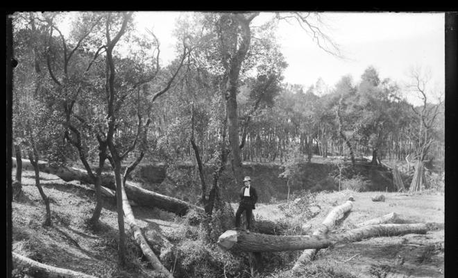 Bosc de Can Feu. Sabadell