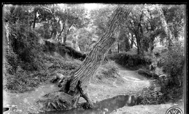 Detall del bosc de Can Feu. Sabadell