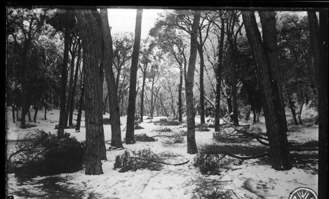 Bosc de Can Feu nevat. Sabadell