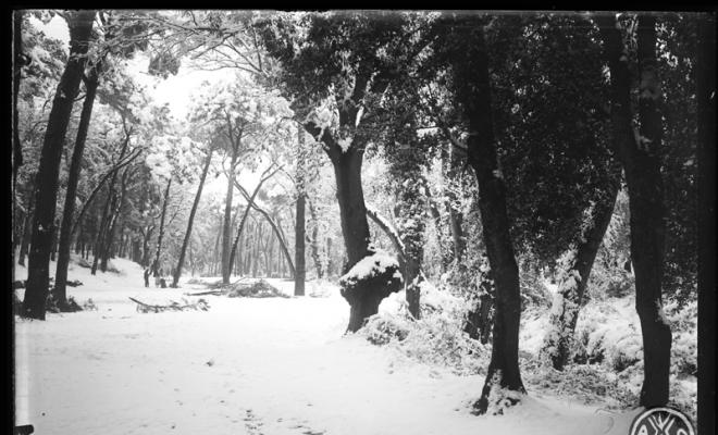 Bosc de Can Feu nevat. Sabadell