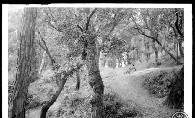 Bosc de Can Feu. Sabadell