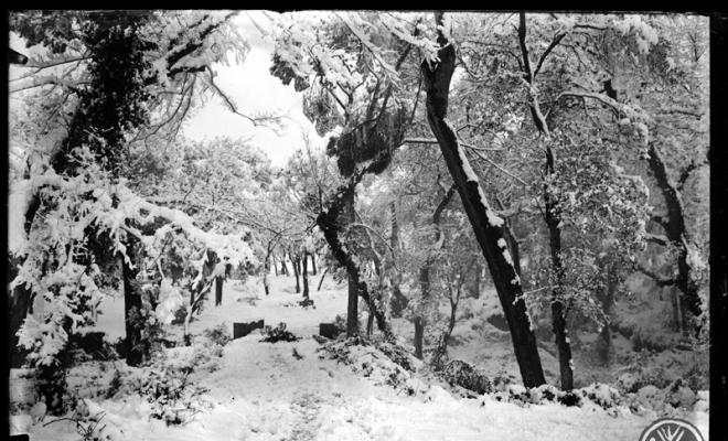 Bosc de Can Feu nevat. Sabadell