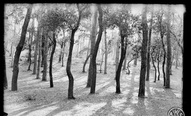 Bosc de Can Feu. Contrallum. Sabadell