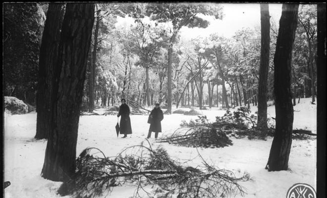 Bosc de Can Feu nevat. Sabadell