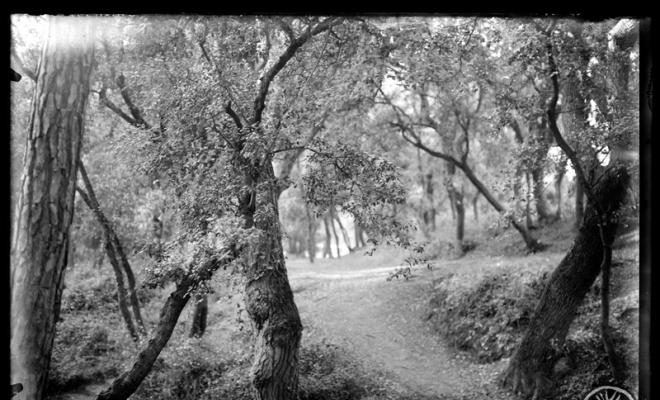 Bosc de Can Feu. Sabadell