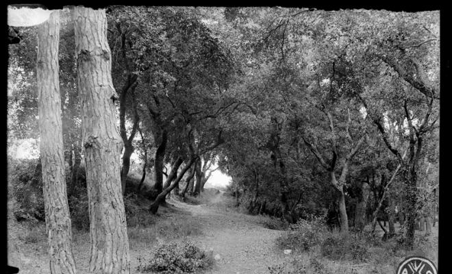 Bosc de Can Feu durant la posta de sol. Sabadell