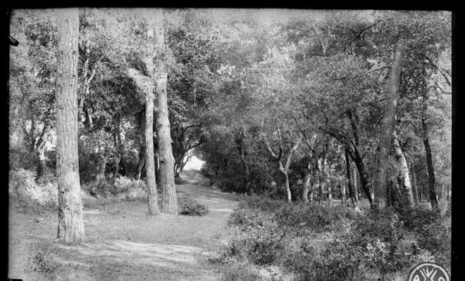 Bosc de Can Feu. Sabadell