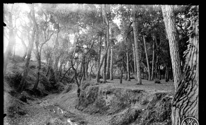 Bosc de Can Feu. Sabadell