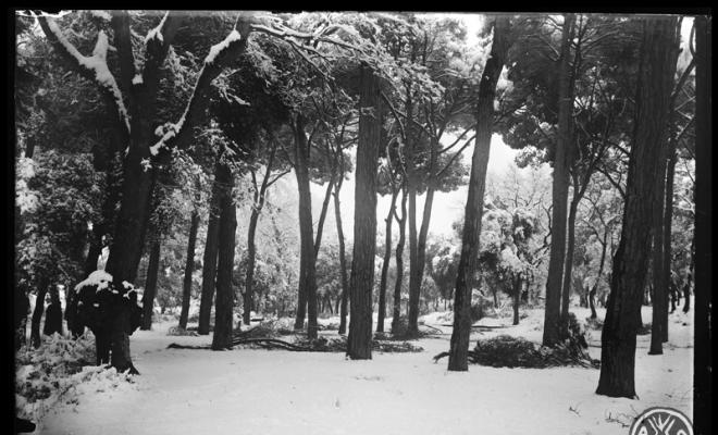 Bosc de Can Feu nevat. Sabadell