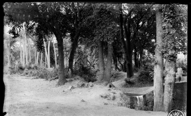Bosc de Can Feu. Sabadell