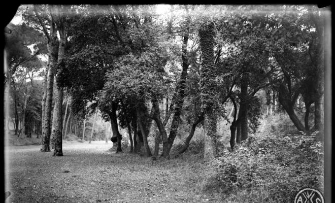 Bosc de Can Feu. Sabadell