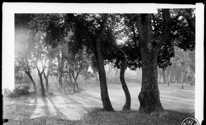 Bosc de Can Feu. Sabadell