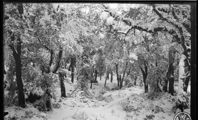 Bosc de Can Feu nevat. Sabadell