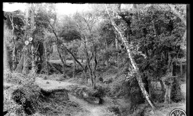 Bosc de Can Feu. Sabadell