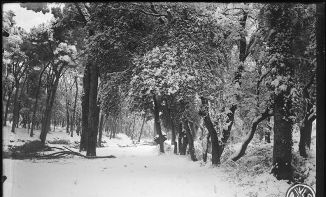 Bosc de Can Feu nevat. Sabadell