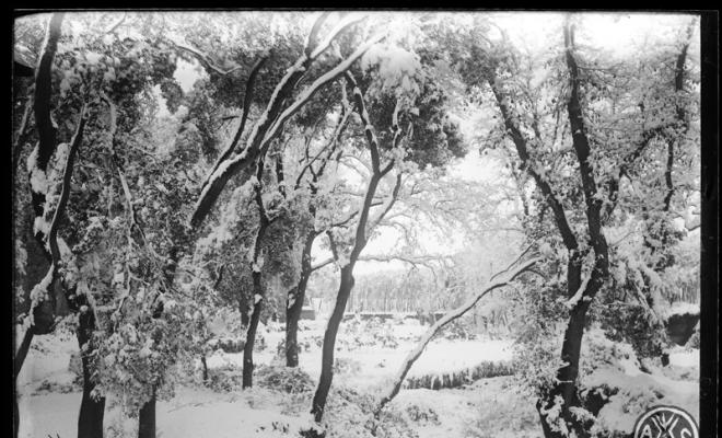 Bosc de Can Feu nevat. Sabadell