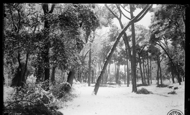 Bosc de Can Feu nevat. Sabadell