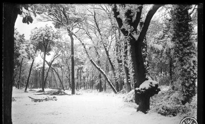 Bosc de Can Feu nevat. Sabadell