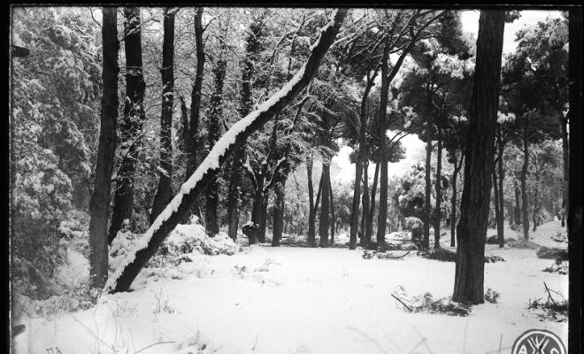 Bosc de Can Feu nevat. Sabadell