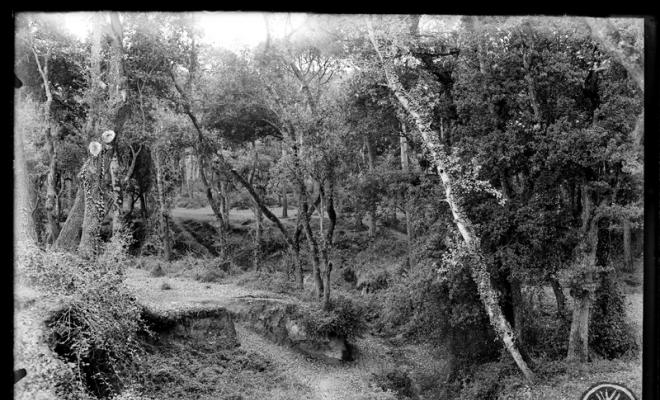 Bosc de Can Feu. Sabadell