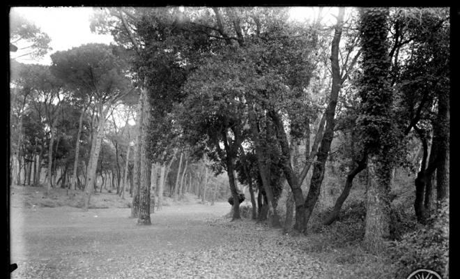 Bosc de Can Feu. Sabadell