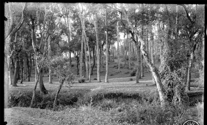 Bosc de Can Feu. Sabadell