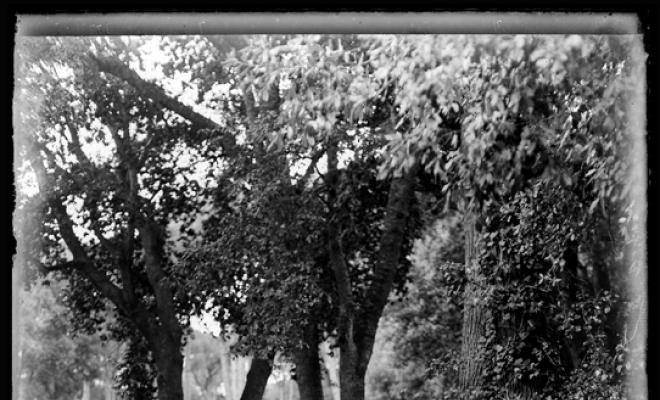 Bosc de Can Feu. Sabadell
