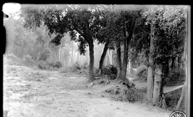 Bosc de Can Feu. Sabadell