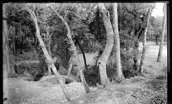 Interior del bosc de Can Feu. Sabadell
