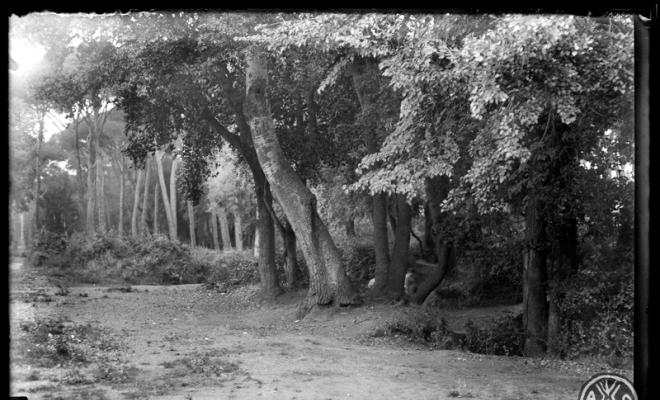 Bosc de Can Feu, damunt la font. Sabadell