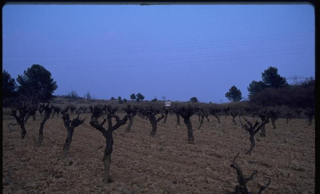 Camp de vinyes. 
